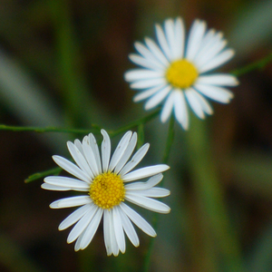 Smallhead Doll's Daisy, Boltonia diffusa var. diffusa